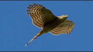 Sparrowhawk Bird Call Bird Song [upl. by Puduns]