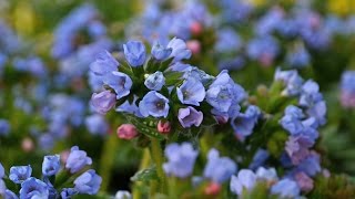 Pulmonaria Production Tips  Walters Gardens [upl. by Anitsyrhc]