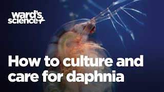 Caring and Culturing for Daphnia [upl. by Aisetra996]