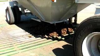 Walnut Harvest at Bella Viva shaking walnuts picking walnuts hulling walnuts harvesting walnuts [upl. by Inahteb]