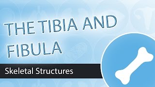 Skeletal Structures Tibia and Fibula [upl. by Nabru]