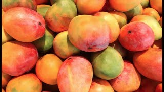 Learn About All These Mango Varieties [upl. by Lleznov117]