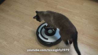 Cat shows HOW TO use iRobot Roomba Vacuum [upl. by Anilag]