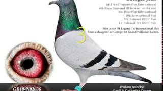 worlds top 10 racing pigeons [upl. by Waiter]