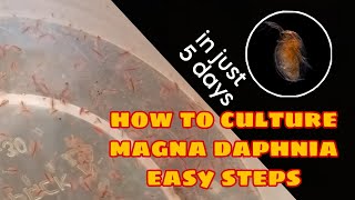 How to Culture Magna Daphnia Easily [upl. by Riana328]