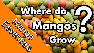 Mango Essentials  Where do mangos grow [upl. by Garold]