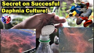 How to Culture Daphnia Successfully [upl. by Ahsikrats886]