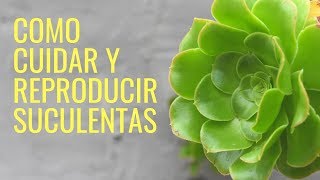 Como Cuidar y Reproducir SUCULENTAS 2025cactusmanos de tierra [upl. by Hpsoj]