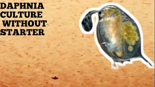 HOW TO CULTURE DAPHNIA NATURALLY WITHOUT A STARTER [upl. by Swift271]