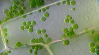 Cyclosis  Cytoplasmic streaming in plant cells Elodea  DIC microscope 1250x [upl. by Connett]