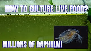 How to Culture Daphnia Secret Method to Breed MILLIONS  Simply Aquatic [upl. by Goldberg]