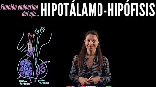 Fisiología endocrina I Eje HipotálamoHipófisis [upl. by Ttehc]