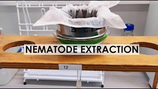 NEMATODE EXTRACTION BAERMANN FUNNEL METHOD [upl. by Evelyn]