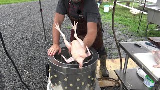 The easy way to process and butcher chicken [upl. by Asyle]