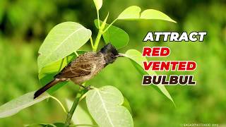 How does Red vented Bulbul Sound  India bulbul call  Attract bulbul [upl. by Aizat]