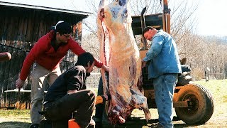 Beef Butchering on Family Farm  Homestead Food Production [upl. by Nerita]