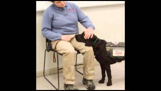 PTSD Service Dog Tasks [upl. by Laughlin]