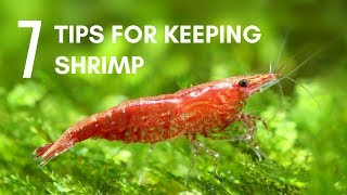 7 Tips for Keeping Shrimp in an Aquarium [upl. by Soinski]