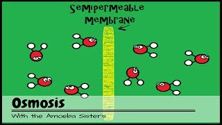 OLD VIDEO Osmosis [upl. by Seiber]