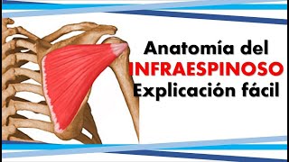 Anatomía del MÚSUCLO INFRAESPINOSO ¡Súper fácil [upl. by Irmo]