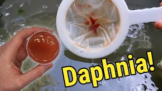 How I Culture Daphnia In Outdoor Tubs [upl. by Wilfreda]