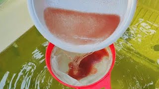 How to culture daphnia  Daphnia culture  How to grow daphnia outdoor [upl. by Adnilre529]