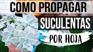 REPRODUCIR SUCULENTAS FÁCIL Y RÁPIDO 2018 PROPAGACION POR HOJA [upl. by Rhodia]