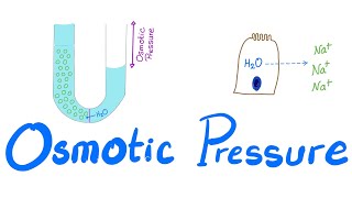 Osmotic Pressure  Osmosis  Colligative property  Physiology Series [upl. by Enovad]