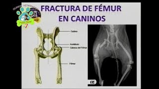 Fracturas del femur en perros  Clinica Veterinaria Puppy Planet Ambato [upl. by Kroy]