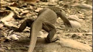 The Bengal monitor lizard [upl. by Odnalra]