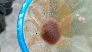 How to culture daphnia moina in a small container Part 1 English Subtitle [upl. by Molly]