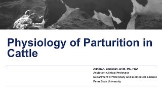 Physiology of Parturition in Cattle [upl. by Constantia707]