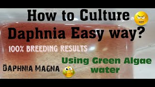 Daphnia MagnaHow to Culture Daphnia Easy wayCulturing Daphnia using Green water Daphnia [upl. by Jacobs58]