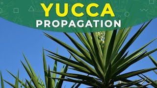 YUCCA PROPAGATION FROM CUTTINGS  ROOTING PROCESS PLANT REPOTTING [upl. by Fanestil764]