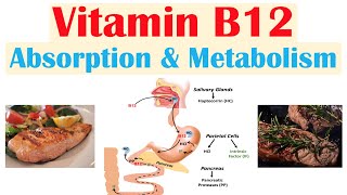 Vitamin B12 Absorption amp Metabolism  2 Enzymes That Require Vitamin B12 [upl. by Attenal]