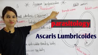 Ascaris Lumbricoides in hindi  Parasitology By Manisha Maam [upl. by Hi261]