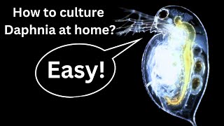 BEST Live Fish Food Beginner guide How to Culture Daphnia at home [upl. by Letnoj]