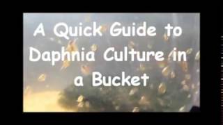 How to culture daphnia outside [upl. by Terryn]