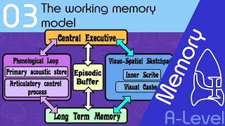 The working memory model AQA ALevel [upl. by Yelrahs]