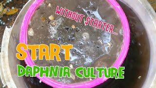 How to culture daphnia moina the easy way 1  Starting the Daphnia culture [upl. by Smailliw834]