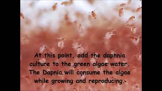 Daphnia  How to grow daphnia in your home [upl. by Victorine]