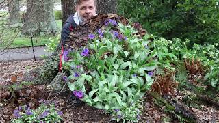 Lungwort Pulmonaria longifolia  Plant Identification [upl. by Pressman]