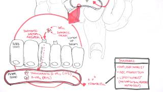 Vitamin B12 Digestion and Absorption [upl. by Regine]