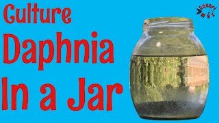 How to Culture Daphnia in a Jar [upl. by Mcquade]