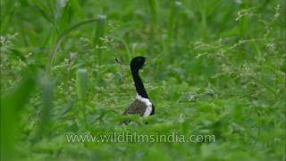 Dance of courtship Lesser Florican [upl. by Essirehc]