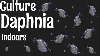 How to Culture Daphnia [upl. by Jessamine]