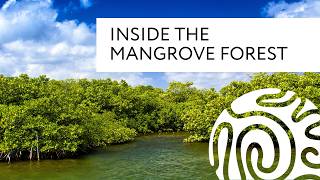 Inside the Mangrove Forest [upl. by Hogue]