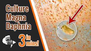 How to culture DAPHNIA MAGNA  The easy way [upl. by Atikahs]