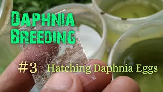 Daphnia Culture made simple and easy 3  Hatching Daphnia eggs [upl. by Danna]