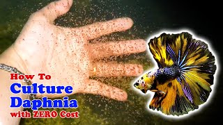 How to Culture Daphnia with ZERO Cost  Unlimited Live Food For Our Fish [upl. by Grindlay]